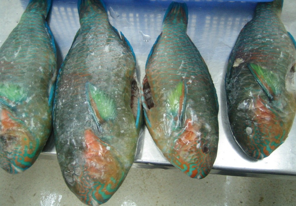 Frozen Parrotfish Whole Cleaned Frozen Parrotfish Whole Cleaned