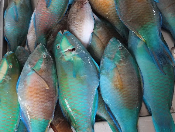 Frozen Parrotfish Whole Round Frozen Parrotfish Whole Round