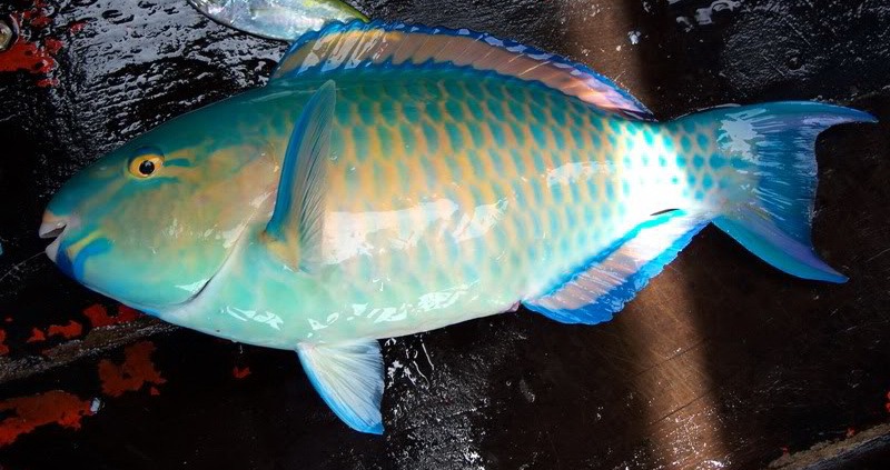 Parrotfish Parrotfish